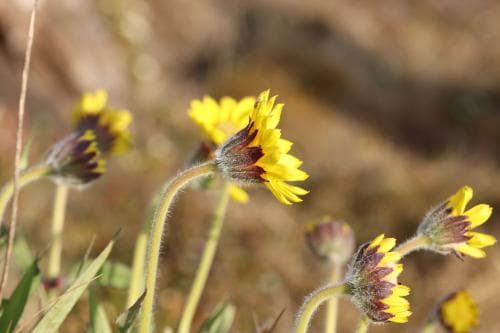 grönlandsarnika Arnica angustifolia subsp. angustifolia