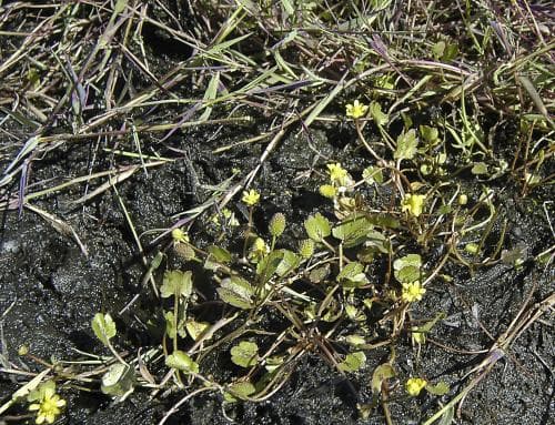 bohusranunkel Halerpestes cymbalaria